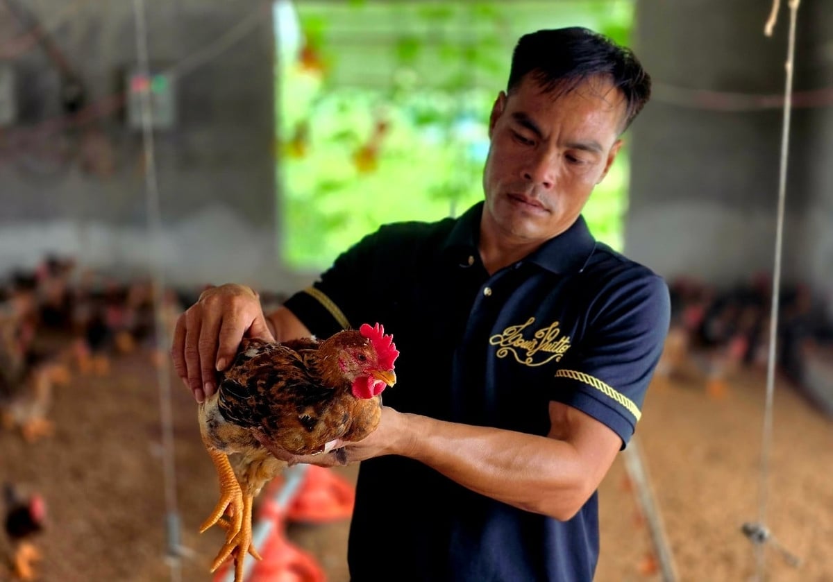 Gia đình anh Nguyễn Hữu Sỹ tiên phong nuôi gà tại đất Diễn Trung, nay là xã An Châu. Ảnh: Việt Khánh.