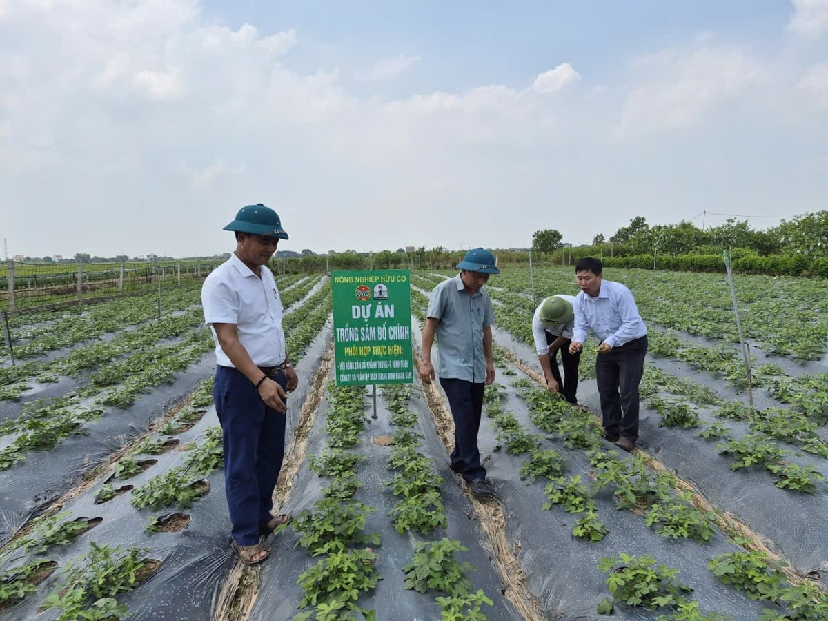 Lãnh đạo xã Khánh Trung kiểm tra, đánh giá công tác chuyển giao kỹ thuật tại vườn sâm Bố Chính. Ảnh: Xuân Hào.