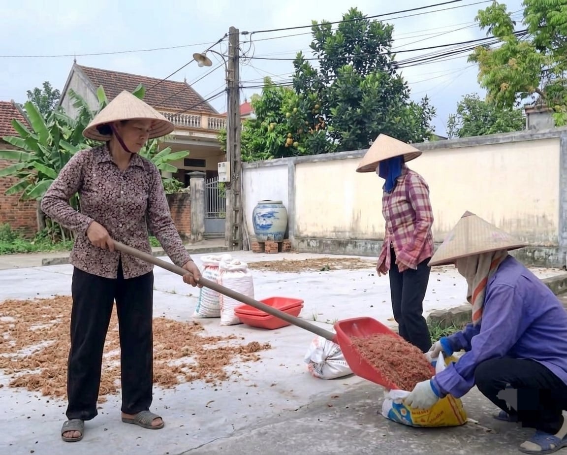 Nông dân tích cực hưởng ứng đợt ra quân diệt chuột tập trung để bảo vệ lúa mùa. Ảnh: Cường Vũ. Nông dân tích cực hưởng ứng đợt ra quân diệt chuột tập trung để bảo vệ lúa mùa. Ảnh: Cường Vũ.