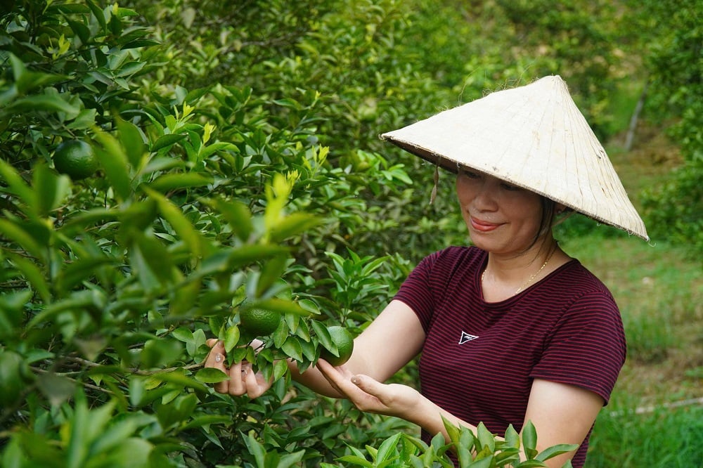 Sản phẩm cam bù sen của gia đình chị Phạm Thị Hoài Thương ở xã Yên Xuân, tỉnh Nghệ An được công nhận OCOP 3 sao. Ảnh: Thu Thủy.