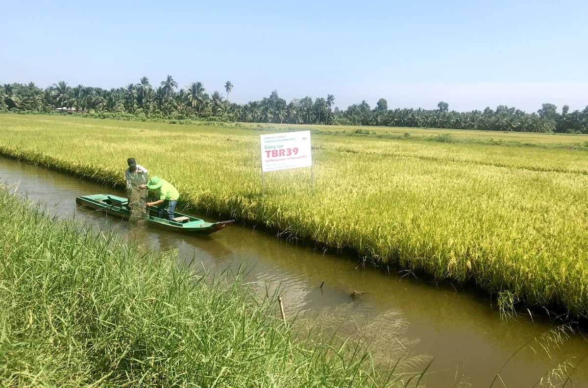Mô hình luân canh tôm - lúa tại xã An Biên, tỉnh An Giang đang phát huy hiệu quả, giúp nông dân nâng cao thu nhập và thích ứng với điều kiện xâm nhập mặn, biến đổi khí hậu. Ảnh: Lê Hoàng Vũ.
