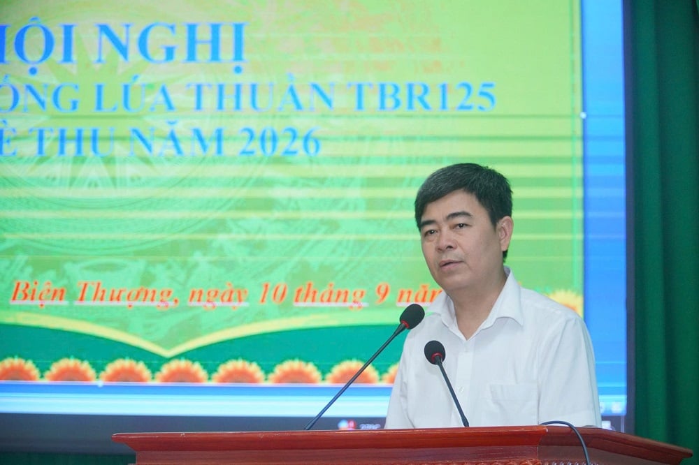 Ông Trịnh Việt Cường, Phó Chủ tịch UBND xã Biện Thượng đánh giá cao về giống lúa TBR125 có cây thấp hơn, thân to, cứng nên khả năng chống đổ tốt. Ảnh: Thu Thủy.