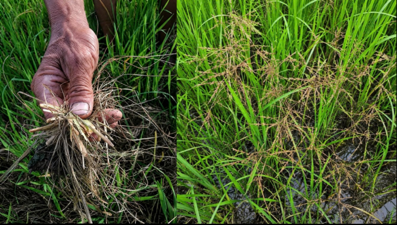 Ở giai đoạn cỏ sót đã lớn, thậm chí bắt đầu có bông, một số thuốc cỏ thông thường không còn cho hiệu quả như mong muốn, khiến bà con phải tốn thêm công sức, thời gian và chi phí để xử lý. Ảnh: BASF. Ở giai đoạn cỏ sót đã lớn, thậm chí bắt đầu có bông, một số thuốc cỏ thông thường không còn cho hiệu quả như mong muốn, khiến bà con phải tốn thêm công sức, thời gian và chi phí để xử lý. Ảnh: BASF.