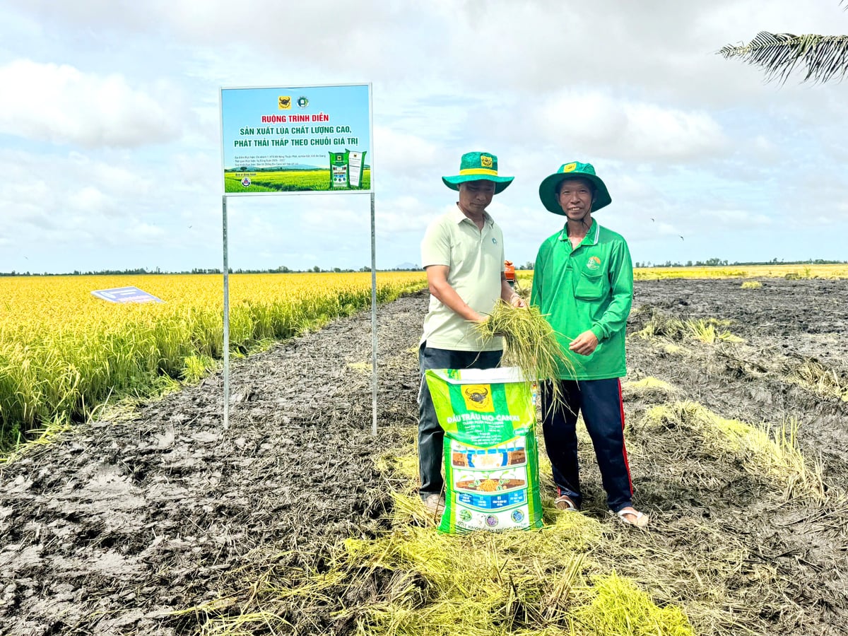 Mô hình trình diễn sử dụng giải pháp cải tạo đất, hỗ trợ phân hủy rơm rạ được nông dân tham quan, đánh giá tại ruộng trước khi áp dụng vào vụ đông xuân 2026 - 2027. Ảnh: HTX. Mô hình trình diễn sử dụng giải pháp cải tạo đất, hỗ trợ phân hủy rơm rạ được nông dân tham quan, đánh giá tại ruộng trước khi áp dụng vào vụ đông xuân 2026 - 2027. Ảnh: HTX.