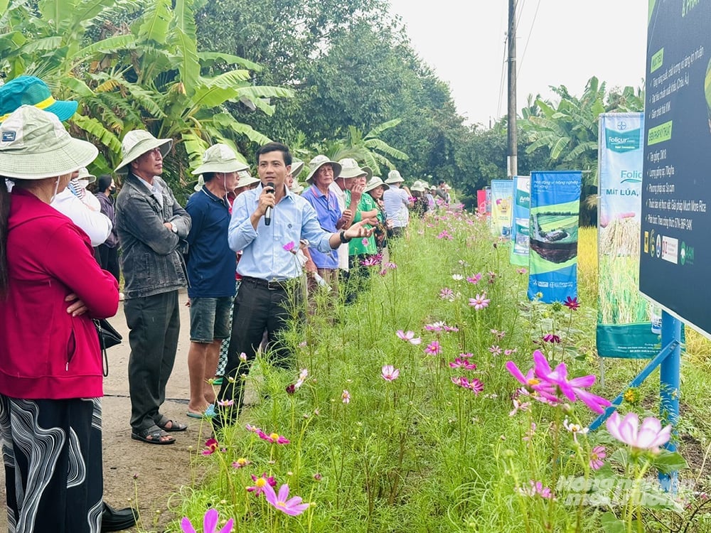 Nông dân tham quan, trao đổi với chuyên gia về các giải pháp kỹ thuật trong mô hình canh tác lúa chất lượng cao, phát thải thấp. Ảnh: Lê Hoàng Vũ. Nông dân tham quan, trao đổi với chuyên gia về các giải pháp kỹ thuật trong mô hình canh tác lúa chất lượng cao, phát thải thấp. Ảnh: Lê Hoàng Vũ.