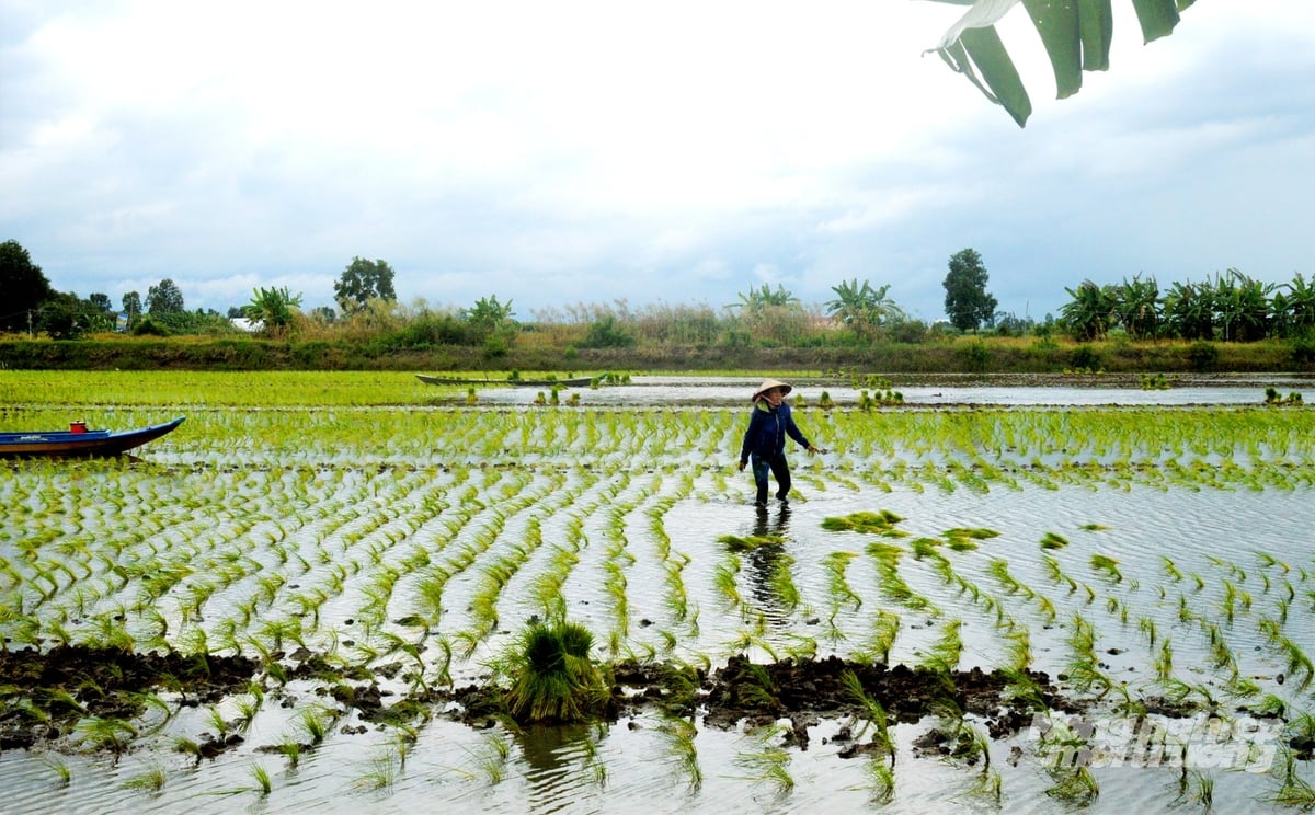 Chuẩn bị đất kỹ lưỡng trước khi gieo sạ giúp bảo vệ bộ rễ lúa non, tránh tình trạng cây bị sốc mặn, phèn dẫn đến sinh trưởng kém. Ảnh: Lê Hoàng Vũ. Chuẩn bị đất kỹ lưỡng trước khi gieo sạ giúp bảo vệ bộ rễ lúa non, tránh tình trạng cây bị sốc mặn, phèn dẫn đến sinh trưởng kém. Ảnh: Lê Hoàng Vũ.