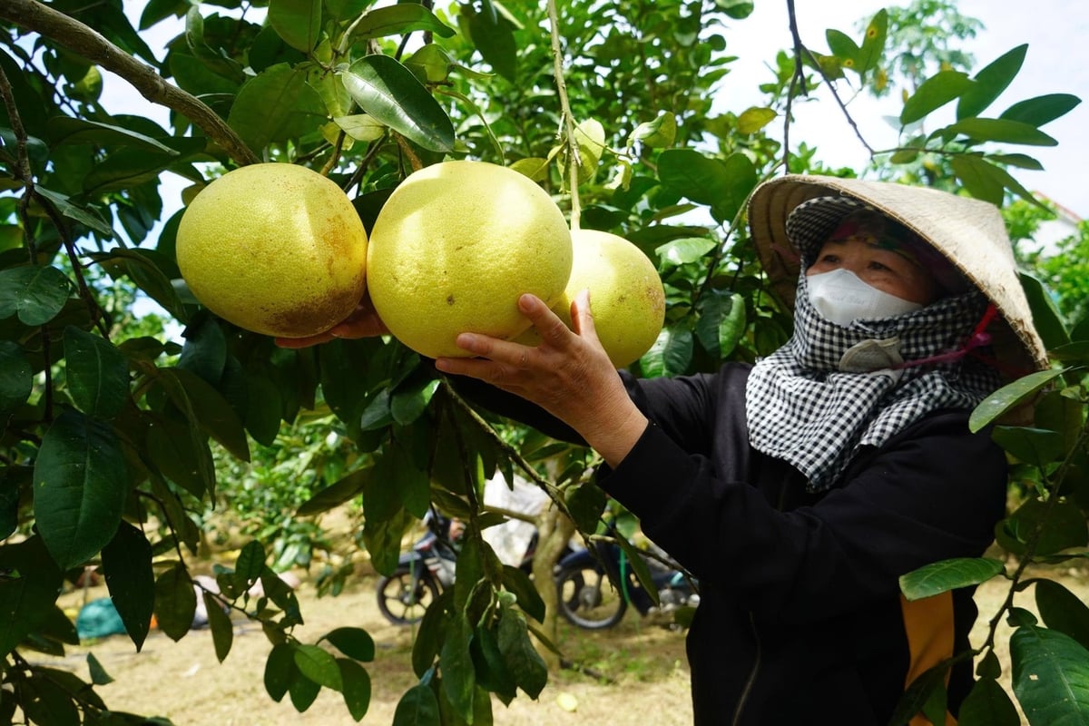 Người dân kiểm tra chất lượng bưởi Phúc Trạch trước khi thu hoạch. Ảnh: Thanh Tâm.