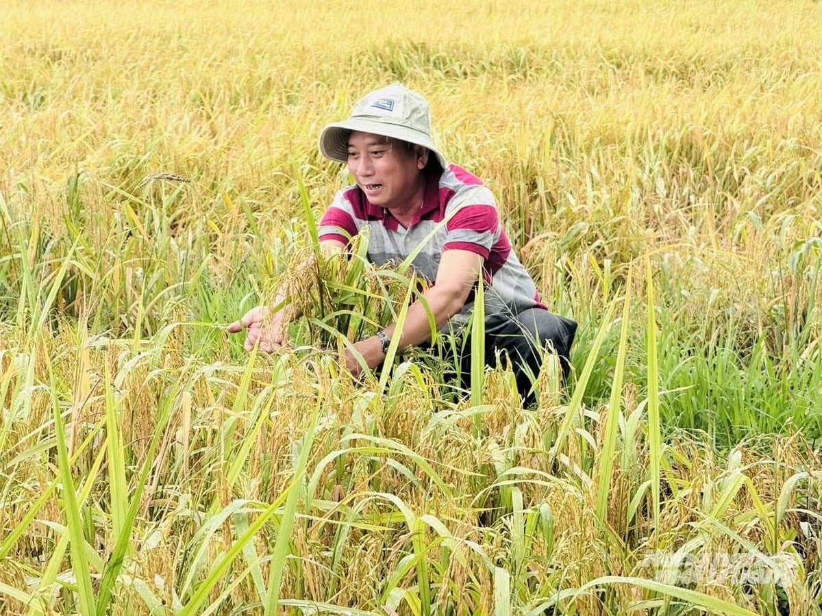 Ông Huỳnh Duy Khẩn, ấp Thuận Bình, xã Xà Phiên dành 2 ha thực hiện mô hình Bayer Forward Farming, vừa mang lại hiệu quả cao, vừa giảm chi phí. Ảnh: Lê Hoàng Vũ. Ông Huỳnh Duy Khẩn, ấp Thuận Bình, xã Xà Phiên dành 2 ha thực hiện mô hình Bayer Forward Farming, vừa mang lại hiệu quả cao, vừa giảm chi phí. Ảnh: Lê Hoàng Vũ.