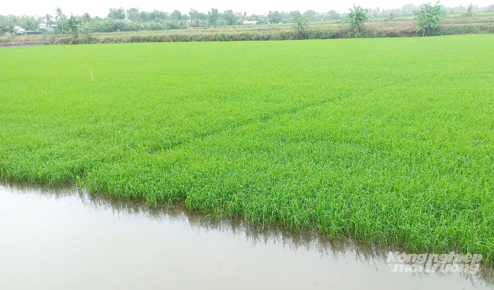 Ruộng lúa trên nền đất nuôi tôm được rửa mặn, hạ phèn kỹ sẽ tận dụng tốt nguồn dinh dưỡng hữu cơ còn lại sau vụ nuôi tôm, giúp cây lúa khỏe mạnh. Ảnh: Lê Hoàng Vũ. Ruộng lúa trên nền đất nuôi tôm được rửa mặn, hạ phèn kỹ sẽ tận dụng tốt nguồn dinh dưỡng hữu cơ còn lại sau vụ nuôi tôm, giúp cây lúa khỏe mạnh. Ảnh: Lê Hoàng Vũ.