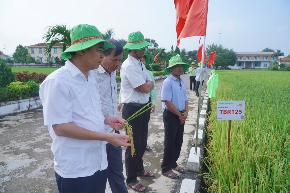 Mô hình trình diễn giống lúa thuần TBR125 tại xã Biện Thượng. Ảnh: Thu Thủy.