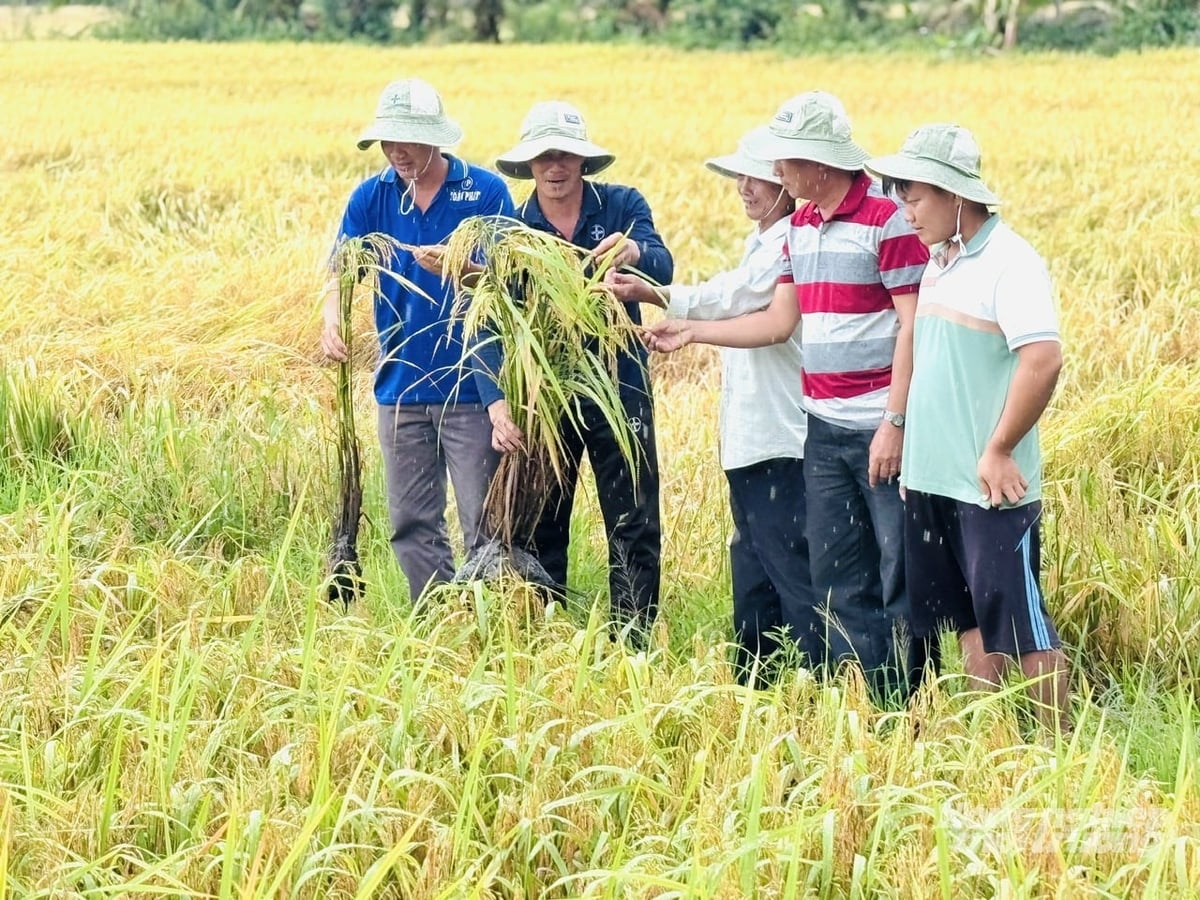 Nhiều nông dân xã Xà Phiên tham quan và đánh giá cao hiệu quả ruộng mô hình của ông Huỳnh Duy Khẩn. Ảnh: Lê Hoàng Vũ. Nhiều nông dân xã Xà Phiên tham quan và đánh giá cao hiệu quả ruộng mô hình của ông Huỳnh Duy Khẩn. Ảnh: Lê Hoàng Vũ.