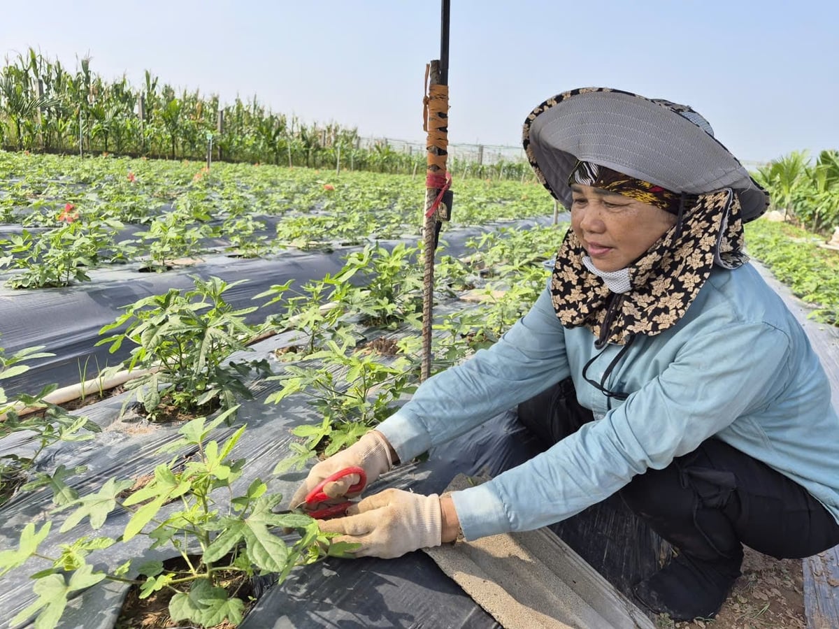 Bà Nguyễn Thị Lan, thôn 12, xã Khánh Trung thực hành kỹ thuật chăm sóc vườn sâm Bố Chính của gia đình. Ảnh: Xuân Hào.