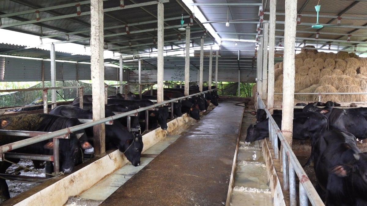 Chuồng trại chăn nuôi của Hợp tác xã Chăn nuôi bò và Dịch vụ sản xuất nông nghiệp Nga My luôn đảm bảo sạch sẽ. Ảnh: Quang Linh. Chuồng trại chăn nuôi của Hợp tác xã Chăn nuôi bò và Dịch vụ sản xuất nông nghiệp Nga My luôn đảm bảo sạch sẽ. Ảnh: Quang Linh.