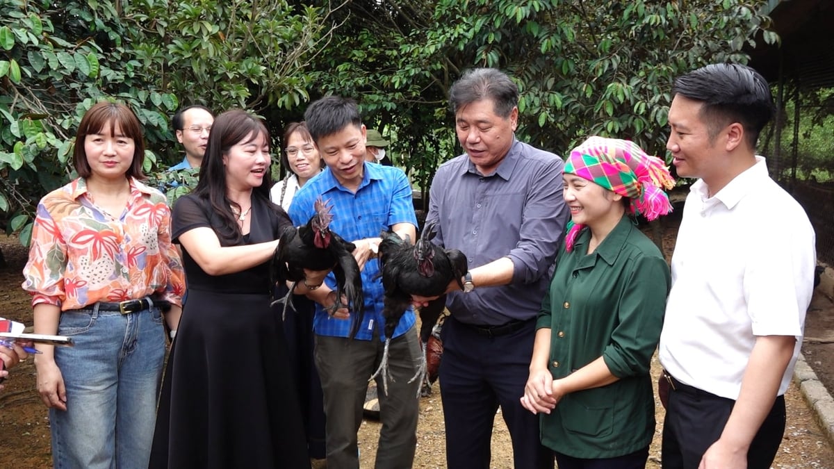 Lãnh đạo Trung tâm Khuyến nông Quốc gia kiểm tra mô hình chăn nuôi gà H’Mông. Ảnh: Quang Linh.