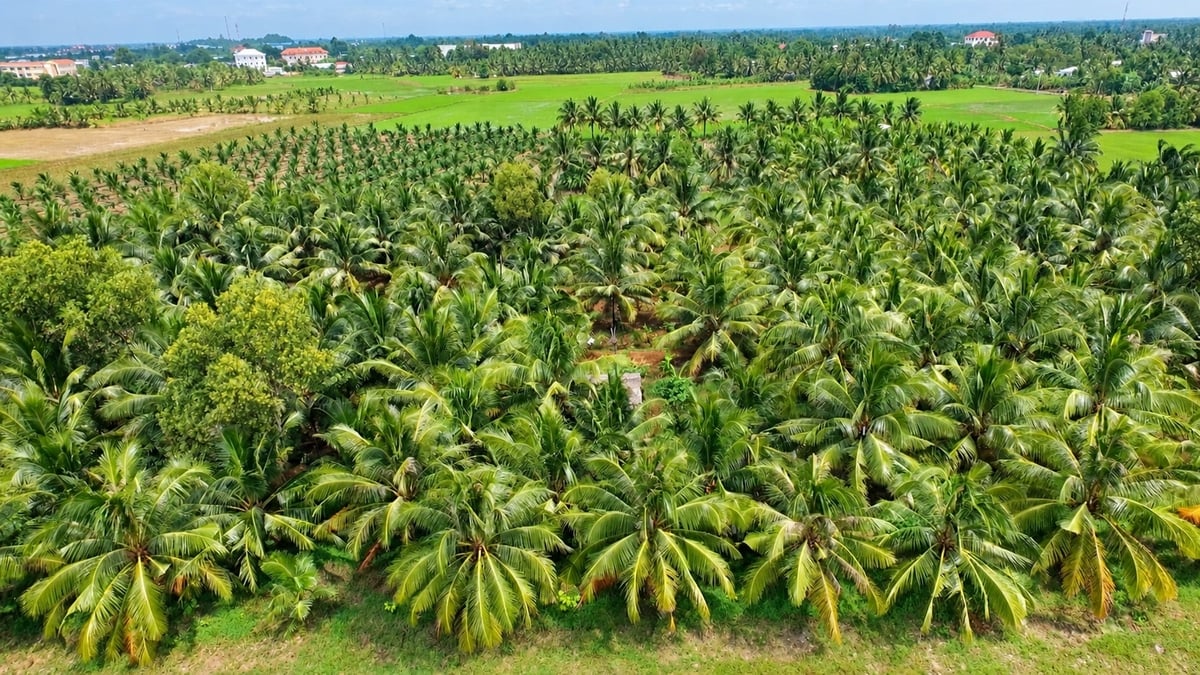 Doanh nghiệp Nhật Bản đề xuất nghiên cứu vùng dừa khoảng 100.000 ha phục vụ phát triển tín chỉ các-bon. Ảnh: Hồ Thảo.