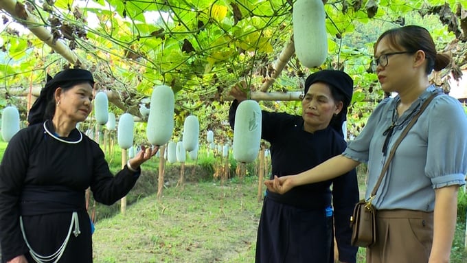 Bí xanh thơm là sản phẩm nông sản chủ lực của một số xã phía bắc tỉnh Thái Nguyên. Ảnh: Sơn Lâm.