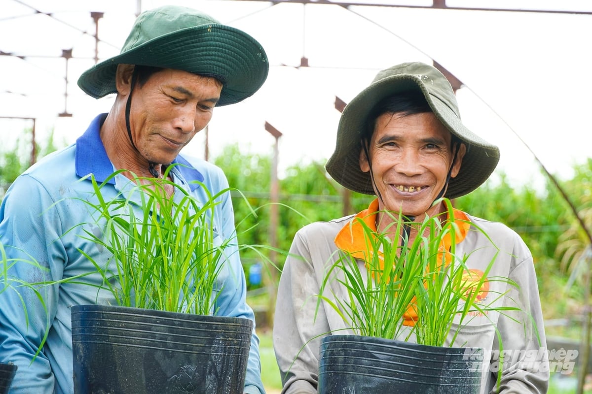 Những chậu lúa giống phục vụ Festival Quốc tế Ngành hàng Lúa gạo Việt Nam - Cần Thơ 2026 đang phát triển tốt. Ảnh: Kim Anh.