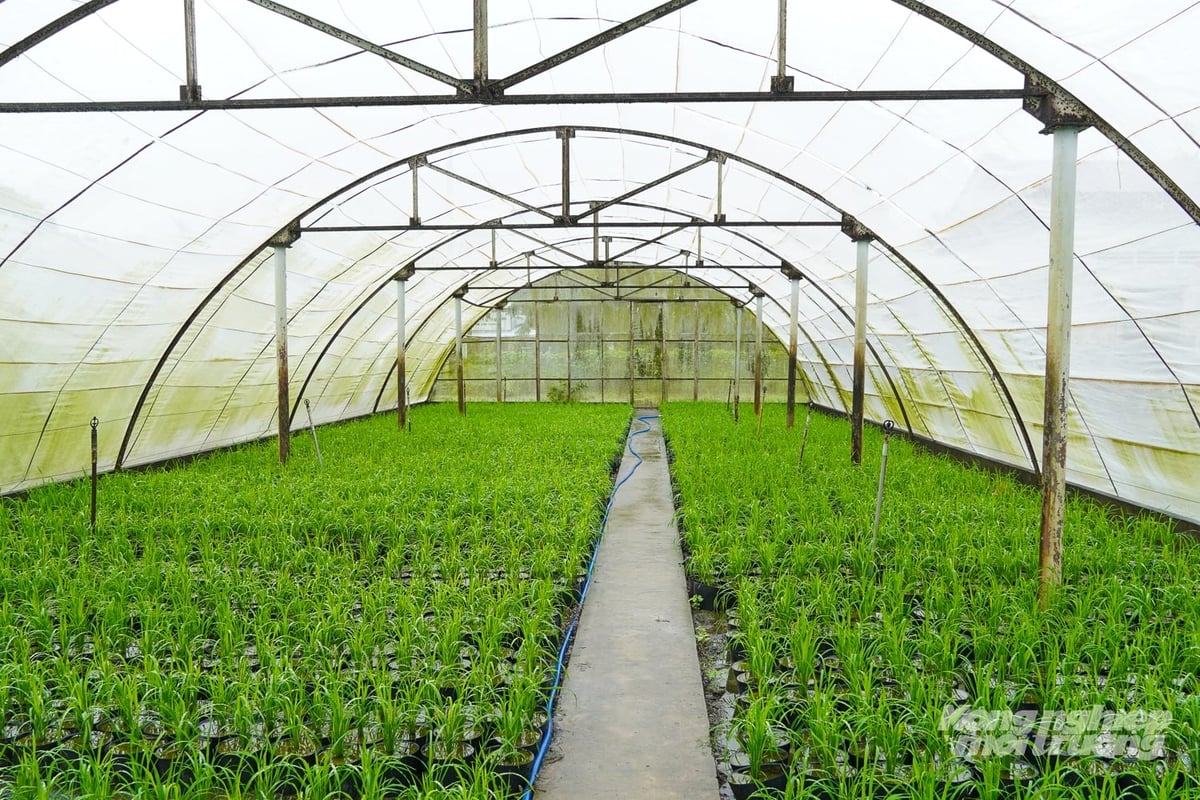Các chậu lúa được đưa vào hệ thống nhà lưới để ngăn chuột, chim gây hại, hạn chế hao hụt trong quá trình sinh trưởng. Ảnh: Kim Anh.