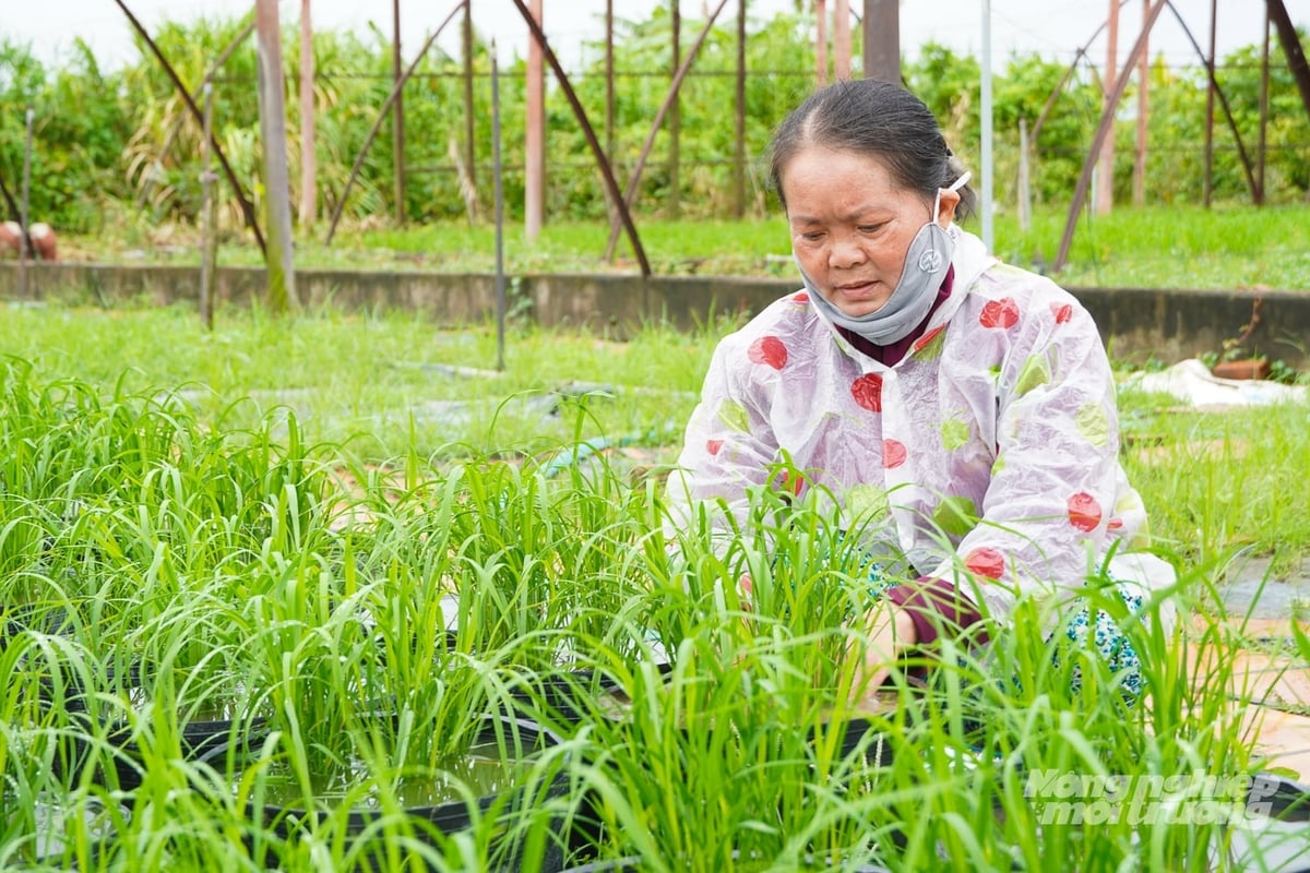 Nhân công tích cực chăm sóc các chậu lúa. Ảnh: Kim Anh.