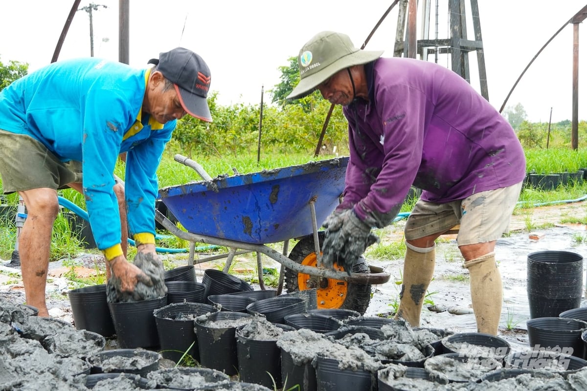 Nhân công chuẩn bị đất cho các chậu lúa. Ảnh: Kim Anh.