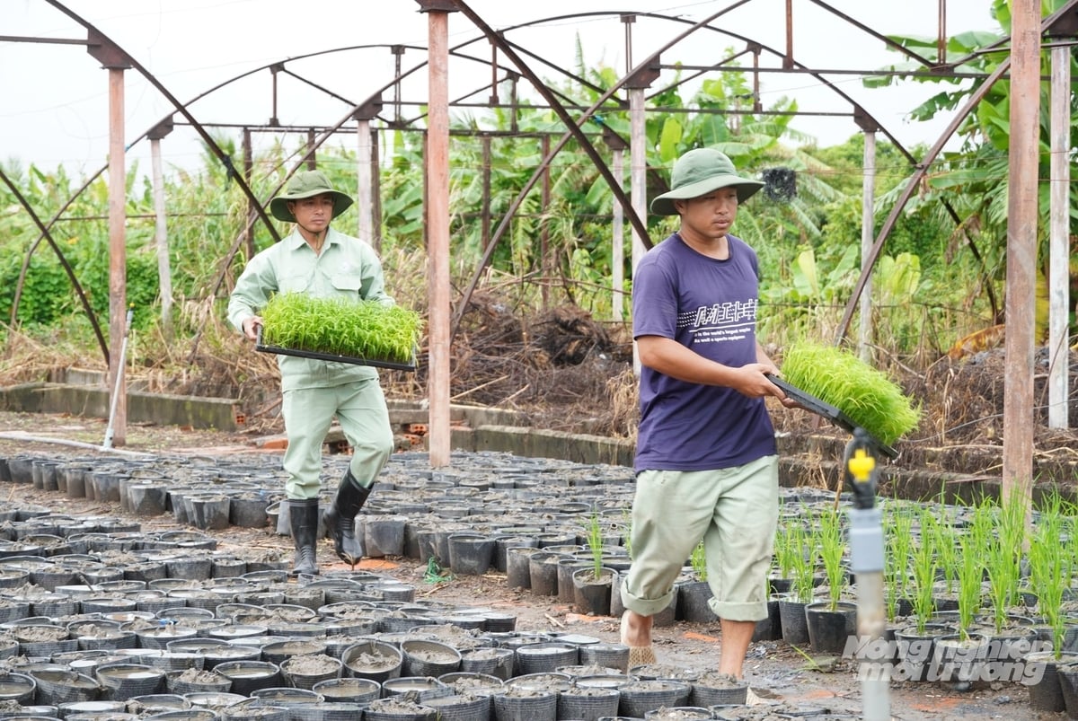 Cán bộ Trung tâm Khuyến nông và Dịch vụ nông nghiệp TP Cần Thơ chuẩn bị khâu cấy lúa vào chậu. Ảnh: Kim Anh.