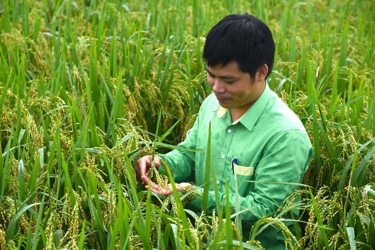 Cán bộ kỹ thuật kiểm tra ruộng lúa canh tác thân thiện với môi trường. Ảnh: Quốc Toản. Cán bộ kỹ thuật kiểm tra ruộng lúa canh tác thân thiện với môi trường. Ảnh: Quốc Toản.