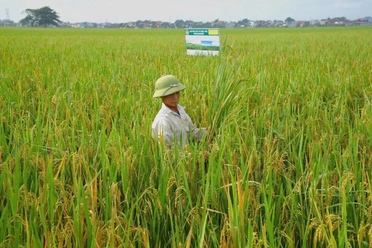 Nông dân tham gia mô hình từng bước chuyển từ canh tác chủ yếu bằng kinh nghiệm và thói quen sang sản xuất chủ động, dựa trên cơ sở khoa học. Ảnh: Quốc Toản. Nông dân tham gia mô hình từng bước chuyển từ canh tác chủ yếu bằng kinh nghiệm và thói quen sang sản xuất chủ động, dựa trên cơ sở khoa học. Ảnh: Quốc Toản.