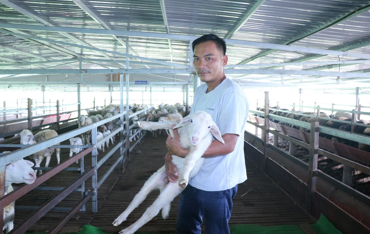 Thạch Bàn Farm chăn nuôi dê cừu theo quy mô công nghiệp. Ảnh: KS.