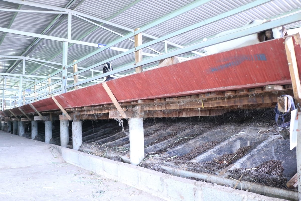Phân trong trang trại chăn nuôi được thu gom bằng giàn lưới đưa về hố thu, không gây ô nhiễm môi trường. Ảnh: KS.