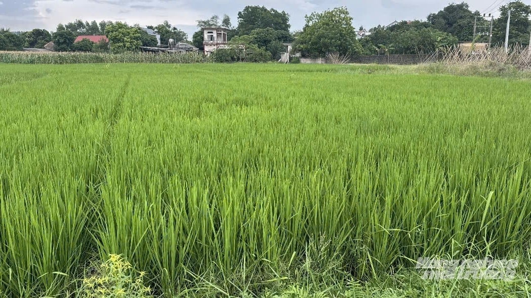 Diện tích trồng lúa vụ mùa tại TP Bắc Ninh là 74.500 ha. Ảnh: Phạm Minh. Diện tích trồng lúa vụ mùa tại TP Bắc Ninh là 74.500 ha. Ảnh: Phạm Minh.