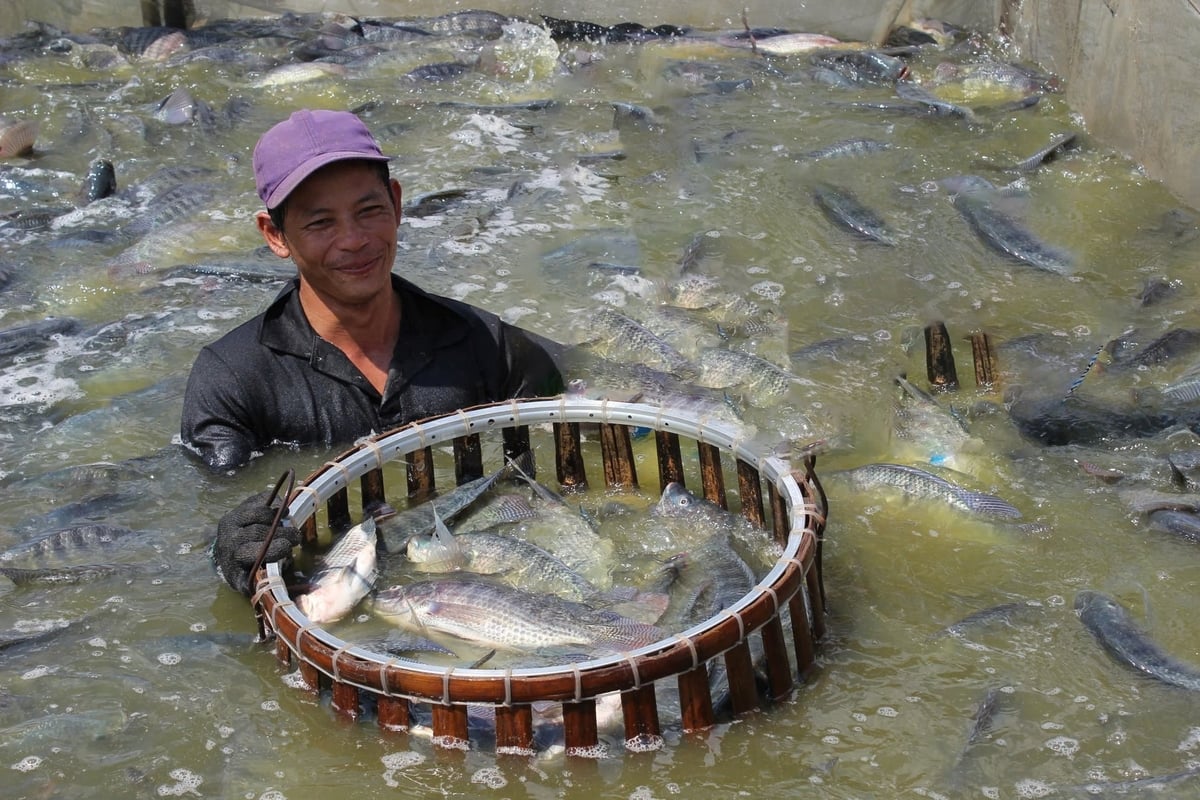 Xuất khẩu cá rô phi của Việt Nam 8 tháng đầu năm 2026 đạt 90 triệu USD, tăng 43% so với cùng kỳ năm 2025. Ảnh: Hồng Thắm.