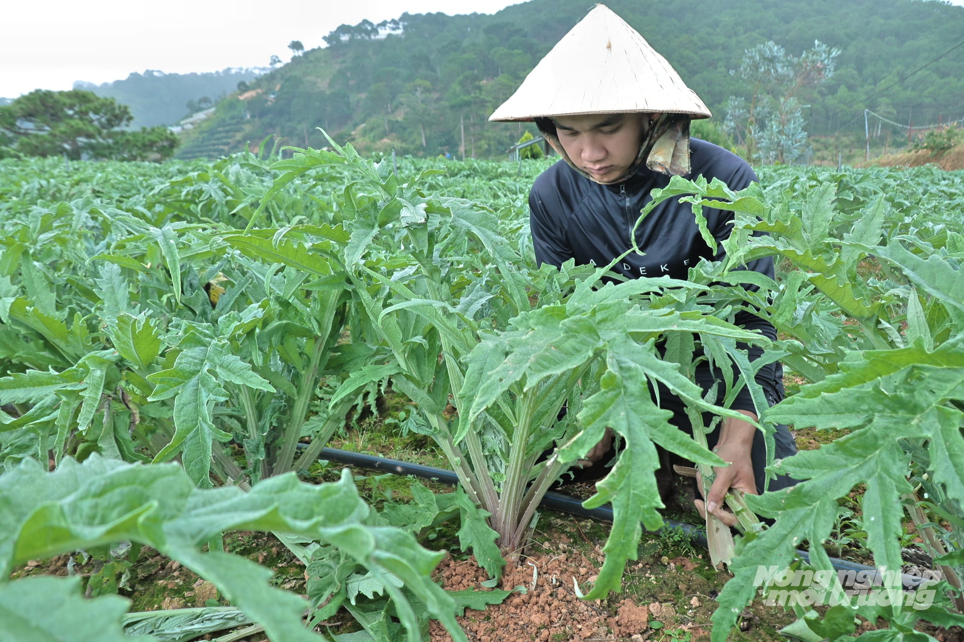 Anh Trương Minh Hoàng chăm sóc atiso tại phường Xuân Trường. Ảnh: Nhật Tiến. Anh Trương Minh Hoàng chăm sóc atiso tại phường Xuân Trường. Ảnh: Nhật Tiến.