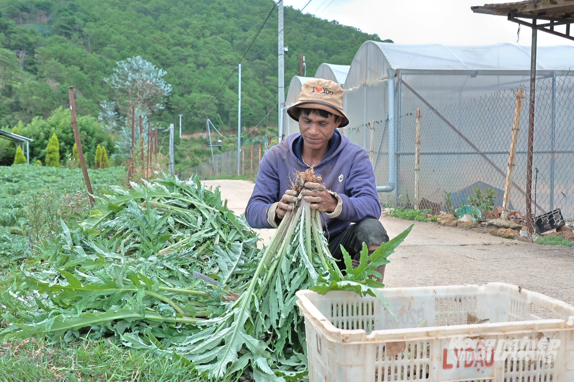 Lá atiso được cắt, thu gom theo từng đợt để cung cấp nguyên liệu cho sản xuất trà, cao atiso và các sản phẩm chế biến. Ảnh: Nhật Tiến. Lá atiso được cắt, thu gom theo từng đợt để cung cấp nguyên liệu cho sản xuất trà, cao atiso và các sản phẩm chế biến. Ảnh: Nhật Tiến.