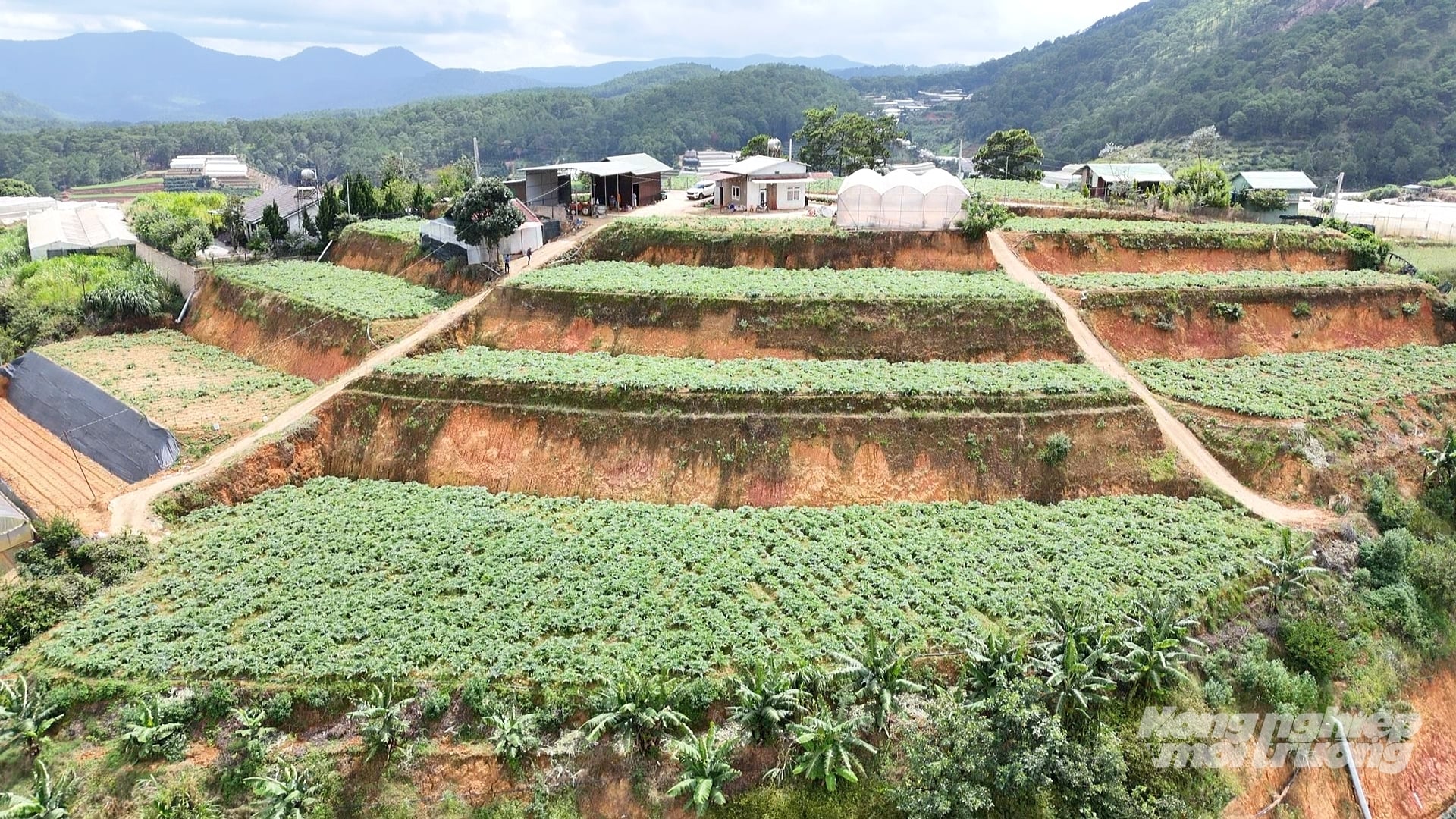 Vùng nguyên liệu atiso liên kết sản xuất giữa người dân và doanh nghiệp chế biến tại Lâm Đồng. Ảnh: Phạm Hoài. Vùng nguyên liệu atiso liên kết sản xuất giữa người dân và doanh nghiệp chế biến tại Lâm Đồng. Ảnh: Phạm Hoài.
