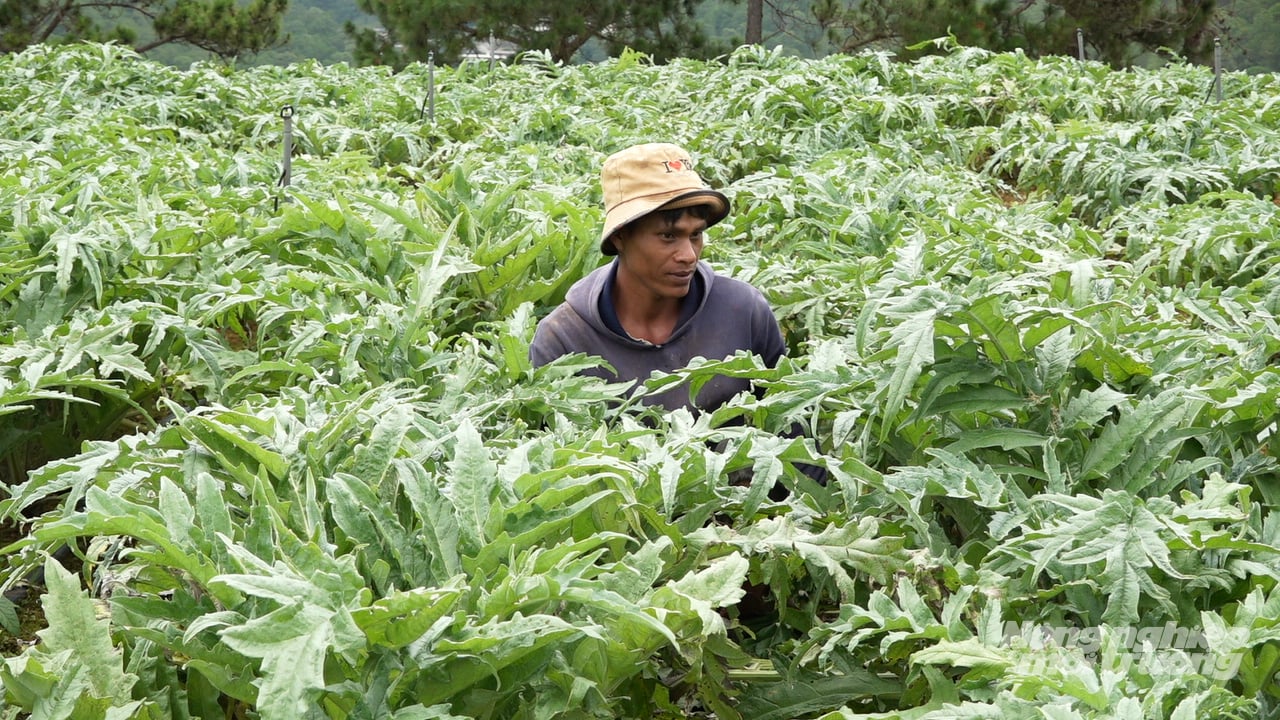 Atiso trải qua nhiều tháng chăm sóc trước khi bước vào giai đoạn thu hoạch bông - một trong những công đoạn đòi hỏi nhiều công sức. Ảnh: Nhật Tiến. Atiso trải qua nhiều tháng chăm sóc trước khi bước vào giai đoạn thu hoạch bông - một trong những công đoạn đòi hỏi nhiều công sức. Ảnh: Nhật Tiến.