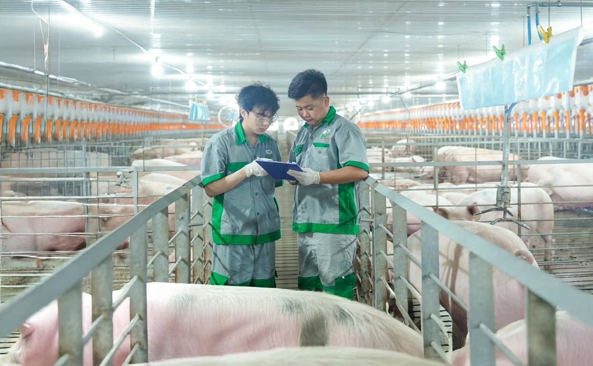 Một trang trại chăn của BAF thí điểm nuôi nhóm heo nái mang thai dưới sự tư vấn và đào tạo của Tổ chức Tài chính Quốc tế (IFC). Ảnh: BAF.