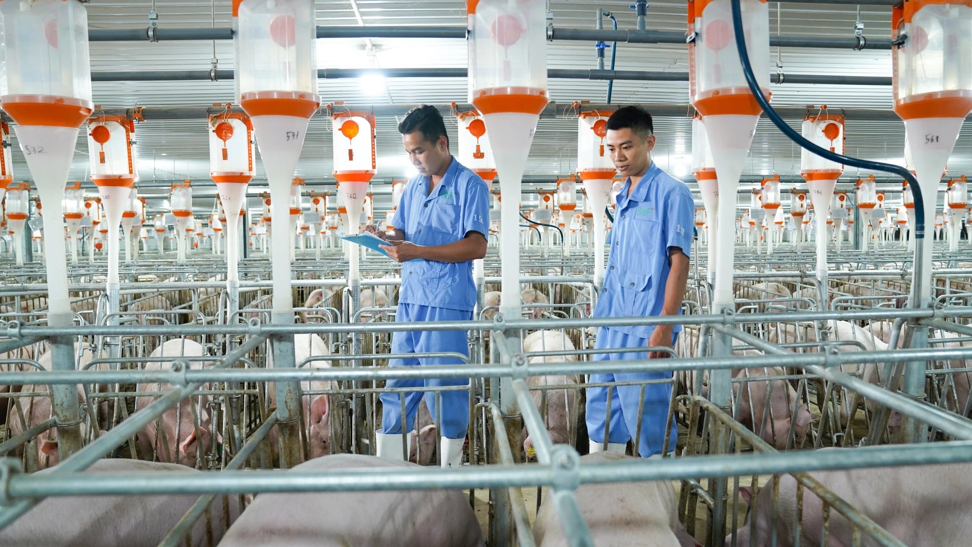 Phúc lợi động vật là một trong những tiêu chí quan trọng khi đánh giá tiêu chuẩn Global S.L.P. Ảnh: BAF.