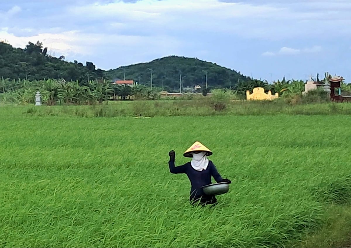 Bên cạnh phun thuốc đúng thời điểm, bà con tích cực bón phân hợp lý giúp cây lúa sinh trưởng tốt. Ảnh: Cường Vũ. 