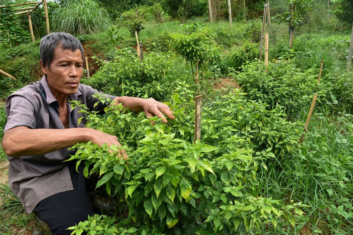 Vườn ớt gió của nhà ông Đinh Văn Nức. Ảnh: Dương Đình Tường.