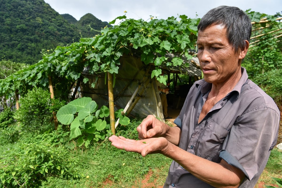 Kích cỡ siêu nhỏ của quả ớt gió. Ảnh: Dương Đình Tường.
