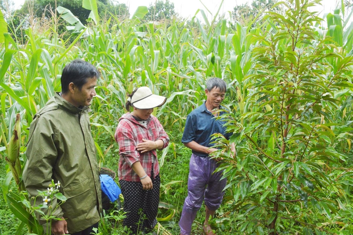 Chuyển đổi trồng cây keo sang sầu riêng, chị C' Lâu Thị Vương kỳ vọng có thêm hướng sinh kế mới bền vững hơn. Ảnh: Lan Anh.