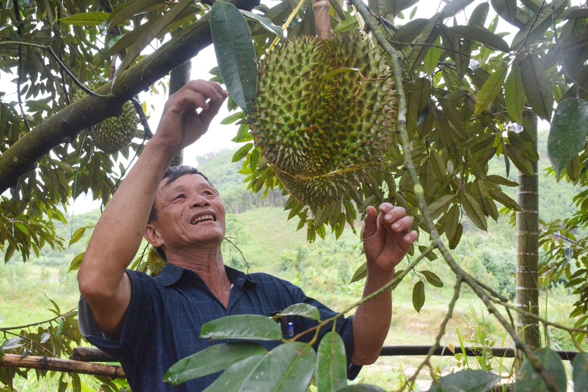 Sầu riêng bước đầu thích nghi với điều kiện đất đai, khí hậu và cho 'trái ngọt' tại xã Sông Kôn. Ảnh: Lan Anh.