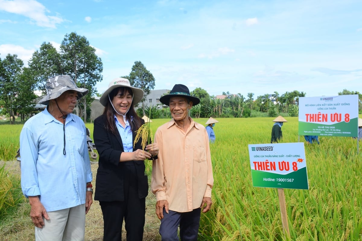 Nụ cười rạng rỡ của nông dân bên ruộng lúa Thiên ưu 8 trĩu bông. Ảnh: Lan Anh.