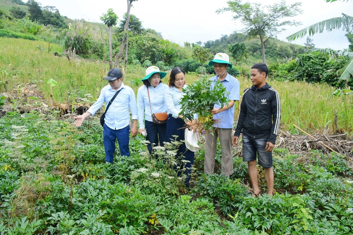 Sự đồng hành của khuyến nông giúp người dân làm chủ kỹ thuật, từng bước nâng hiệu quả mô hình trồng đương quy. Ảnh: Lan Anh.