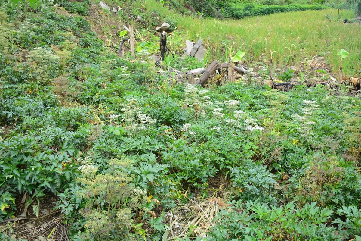 Đương quy sinh trưởng tốt, mang lại niềm phấn khởi cho người dân tham gia mô hình tại Trà Linh. Ảnh: Lan Anh.