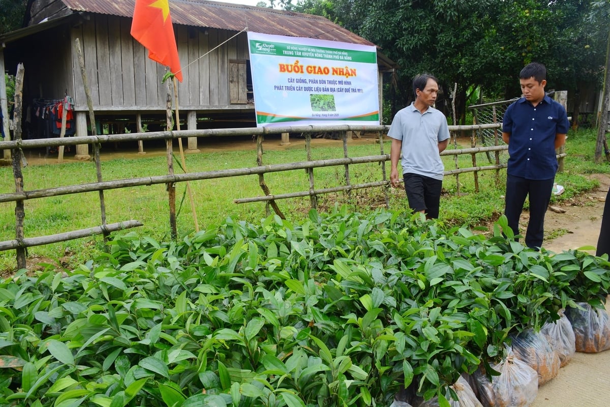Cây quế Trà My giống được tuyển chọn đảm bảo chất lượng, phù hợp với điều kiện sinh thái vùng miền núi. Ảnh: Lan Anh.