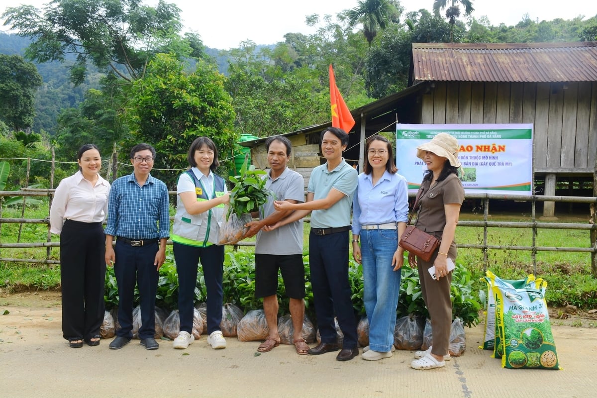 Trung tâm Khuyến nông Đà Nẵng trao cây giống quế Trà My cho người dân xã Trà Vân phát triển sinh kế. Ảnh: Lan Anh.