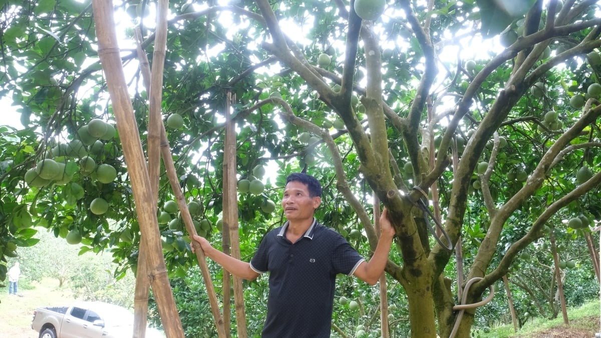 Để đỡ được 300 quả bưởi lúc lỉu, anh Trường phải sử dụng rất nhiều cột chống. Ảnh: Kiên Trung.