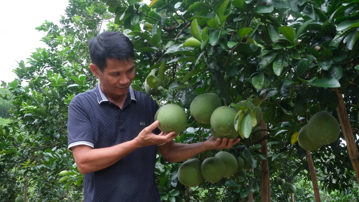 Vườn bưởi hữu cơ đẹp nhất Tân Lạc của anh Lê Xuân Trường. Ảnh: Kiên Trung.
