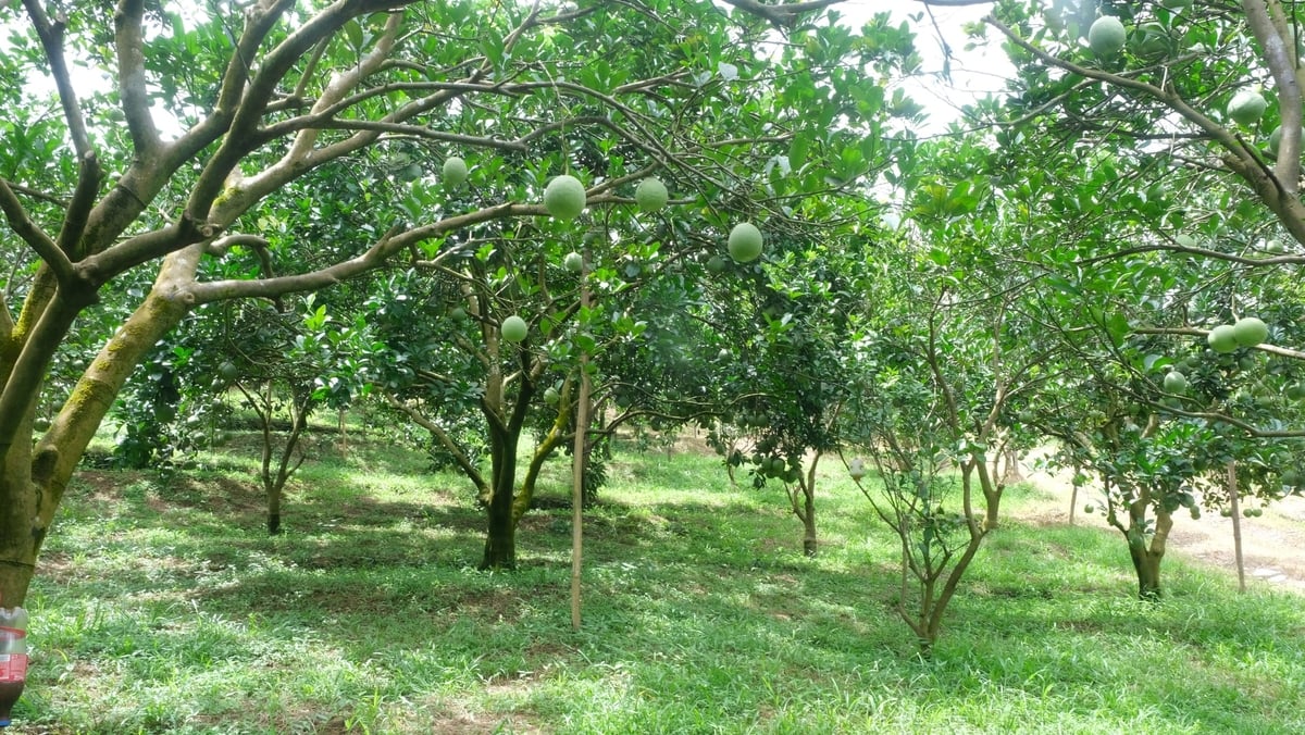 Vườn bưởi cây nào cũng sung sức nhờ canh tác theo hướng hữu cơ. Ảnh: Kiên Trung.